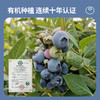 云南滇湖高原有机蓝莓 下单采摘鲜果浓郁酸甜顺丰基地直发125g/盒 商品缩略图1