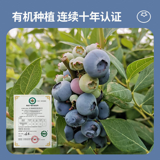 云南滇湖高原有机蓝莓 下单采摘鲜果浓郁酸甜顺丰基地直发125g/盒 商品图1