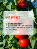 MM 山姆 AMORA减盐减糖番茄酱（复合调味料）468g*2 商品缩略图7