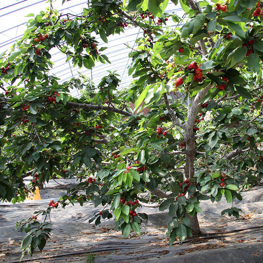 山东烟台美早大樱桃 中大果2-3斤装 京东空运 商品图8