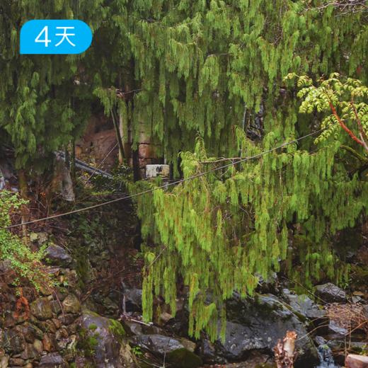 括苍云径｜浙东南第一高峰 25公里入门轻徒步 江浙沪新晋热门徒步线 4日 商品图5