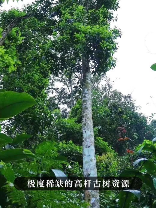 【库存告急！！】【百花潭单株】2019年头春头采宣哥亲自上山选料监制以百花之名绽放野冽韵味 品质上上承，不可错过 商品图9