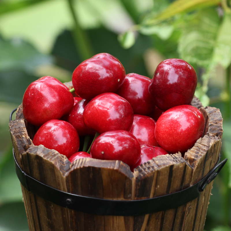 山东烟台美早大樱桃 中大果2-3斤装 京东空运