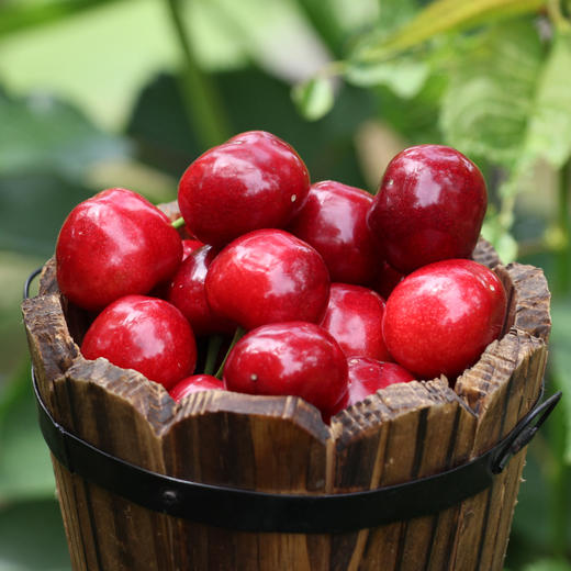 山东烟台美早大樱桃 中大果2-3斤装 京东空运 商品图0