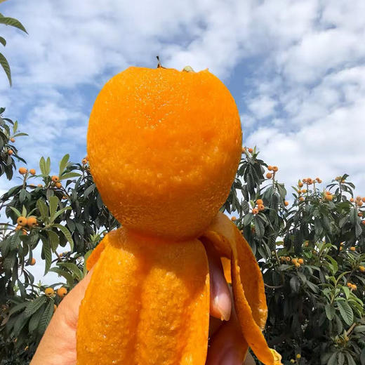 【主持人严选•大五星枇杷】春日小甜心 个大肉厚 爆汁香甜 滋润去燥 老人小孩都爱吃 新鲜采摘 树上熟 现摘现发 商品图1