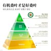 黄山有机霜桑茶  老树手工采摘6道工艺清甘明目 茶汤清澈甘甜清爽入口回甘 桑叶茶 180g*1罐 商品缩略图2