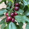 大连樱桃  美早&俄罗斯8号&黄金果 商品缩略图1