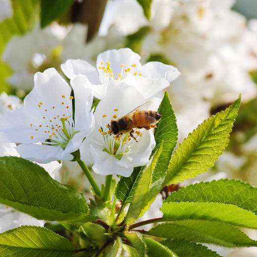 山东烟台美早大樱桃 中大果2-3斤装 京东空运 商品图3