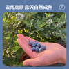 云南滇湖高原有机蓝莓 下单采摘鲜果浓郁酸甜顺丰基地直发125g/盒 商品缩略图2
