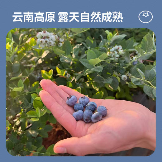 云南滇湖高原有机蓝莓 下单采摘鲜果浓郁酸甜顺丰基地直发125g/盒 商品图2