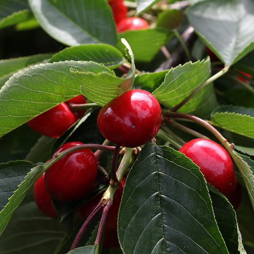 山东烟台美早大樱桃 中大果2-3斤装 京东空运 商品图4