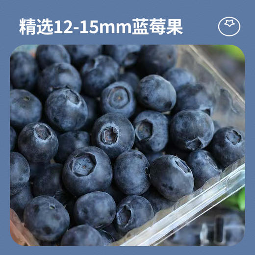 云南滇湖高原有机蓝莓 下单采摘鲜果浓郁酸甜顺丰基地直发125g/盒 商品图3