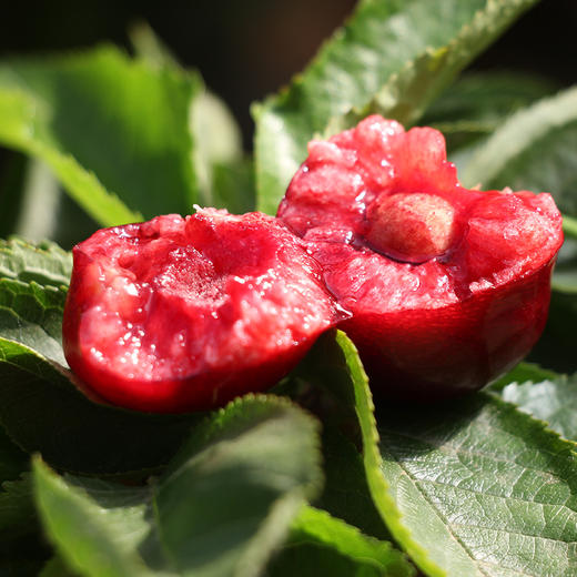 山东烟台美早大樱桃 中大果2-3斤装 京东空运 商品图1