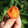 密云现摘三色圣女果 500g 皮脆酸甜爆汁 番茄味浓郁 新鲜小番茄  适合的生吃水果番茄 商品缩略图1