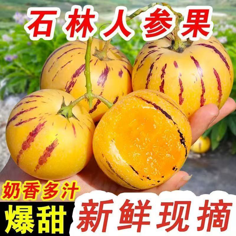 【奶香浓郁❗️石林人参果5斤更值】云南石林产地直供，黄皮条纹外观，果肉厚实清甜不腻，汁水丰富口感绵密，超甜大果黄肉水果新鲜应季包邮L