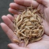 【首发活动：拍2减10元！】野生麦冬|180g/盒，保质期12个月，✔云南深山天生天养，无污染，0农残，产量不定，采挖全靠运气；养阴生津、润肺止咳、清心除烦安神！ 商品缩略图5