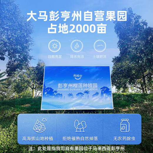 【猫山王榴莲鲜果】市舶士马来西亚进口猫山王榴莲鲜果 商品图2