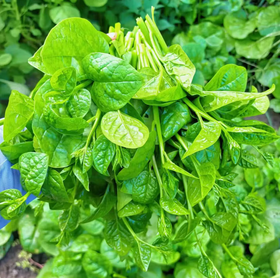 【QT】新鲜现摘蔬菜 木耳菜