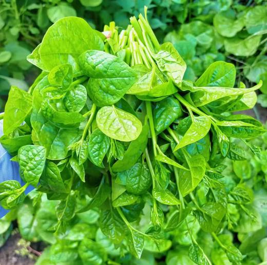 【QT】新鲜现摘蔬菜 木耳菜 商品图0