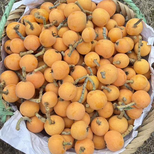 【主持人严选•大五星枇杷】春日小甜心 个大肉厚 爆汁香甜 滋润去燥 老人小孩都爱吃 新鲜采摘 树上熟 现摘现发 商品图3