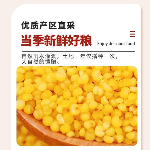 五合民时汇1000g黄金苗小米 商品图3
