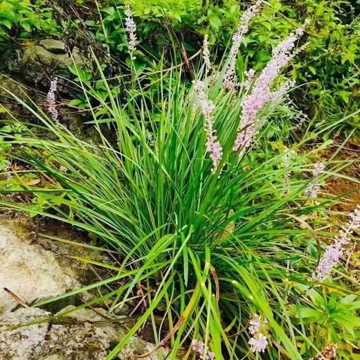 【首发活动：拍2减10元！】野生麦冬|180g/盒，保质期12个月，✔云南深山天生天养，无污染，0农残，产量不定，采挖全靠运气；养阴生津、润肺止咳、清心除烦安神！ 商品图7