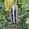 【新疆博洋蜜瓜【博洋9号】蜜甜清脆、浓郁瓜香、汁水丰盈💦 嚼着倍儿爽口，隔着屏幕都能感受到的香气四溢 商品缩略图2