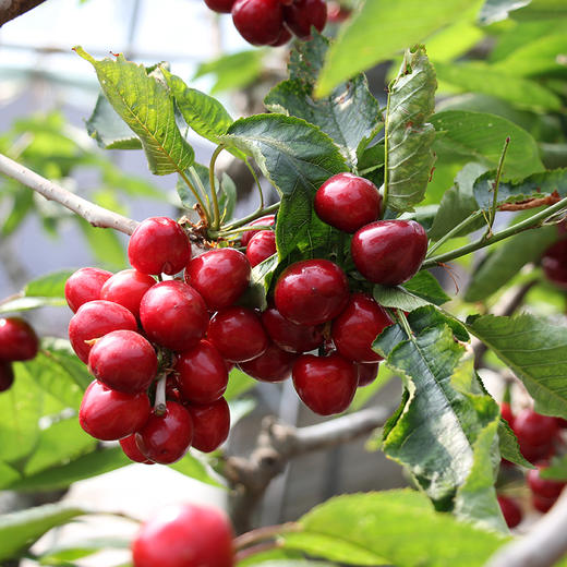 山东烟台美早大樱桃 中大果2-3斤装 京东空运 商品图7