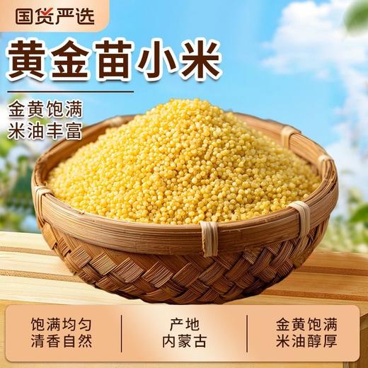 五合民时汇1000g黄金苗小米 商品图0
