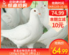 安溪谷物饲养老鸽（350g±30g/只 2年以上） 商品缩略图0