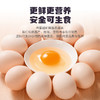 【小鸡海蒂】可生食·山养鲜鸡蛋30枚-XJ 商品缩略图1