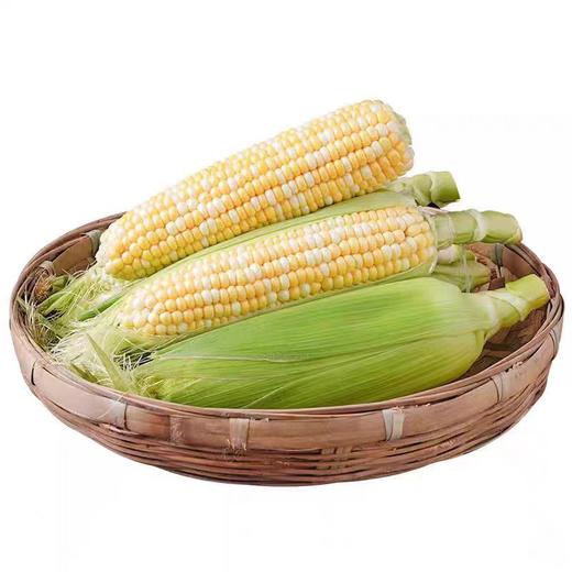 【生吃“爆”浆❗️云南金银水果玉米】新鲜采摘产地直发，黄白相间颗粒饱满，香甜脆嫩自带清甜，颗粒饱满均匀，适配日常解馋、健康饮食代餐，生吃甜玉米棒子苞谷米L 商品图4
