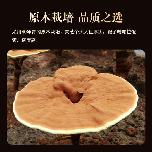 劲牌持正堂破壁灵芝孢子粉胶囊 商品图2