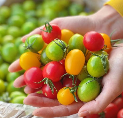 新疆多彩小番茄 颜值美味全都有  商品图0