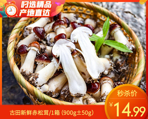 古田新鲜赤松茸/1箱（900g±50g） 商品图0