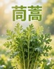 【MLT】茼蒿 商品缩略图0