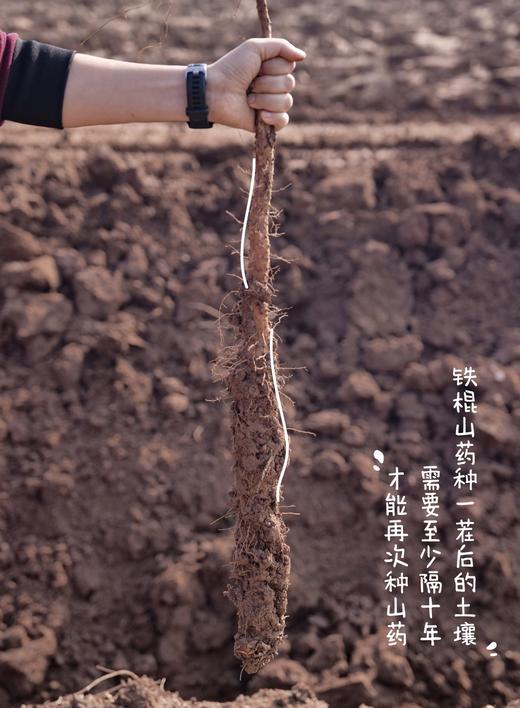 合作| 生态铁棍山药 多规格 产地：河南 商品图3