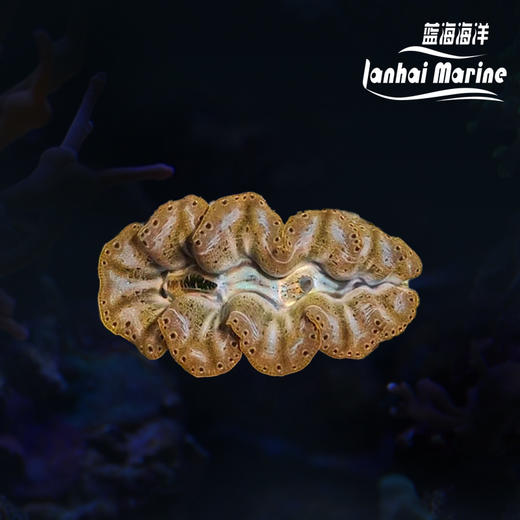 人工长砗磲 B（滤水） 商品图0
