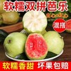 【双拼混搭❗️红心/白心芭乐】两种口感一次满足，白心红心混搭发货，果香浓郁果肉饱满，适配日常健康加餐果盘搭配，整箱番石榴脆潘巴乐新鲜当季水果L 商品缩略图0