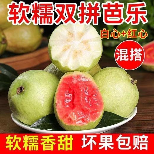 【双拼混搭❗️红心/白心芭乐】两种口感一次满足，白心红心混搭发货，果香浓郁果肉饱满，适配日常健康加餐果盘搭配，整箱番石榴脆潘巴乐新鲜当季水果L 商品图0