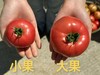 【顺丰包邮】2026新季度，高山生态云端水果番茄  儿时的味道基地直邮 商品缩略图1