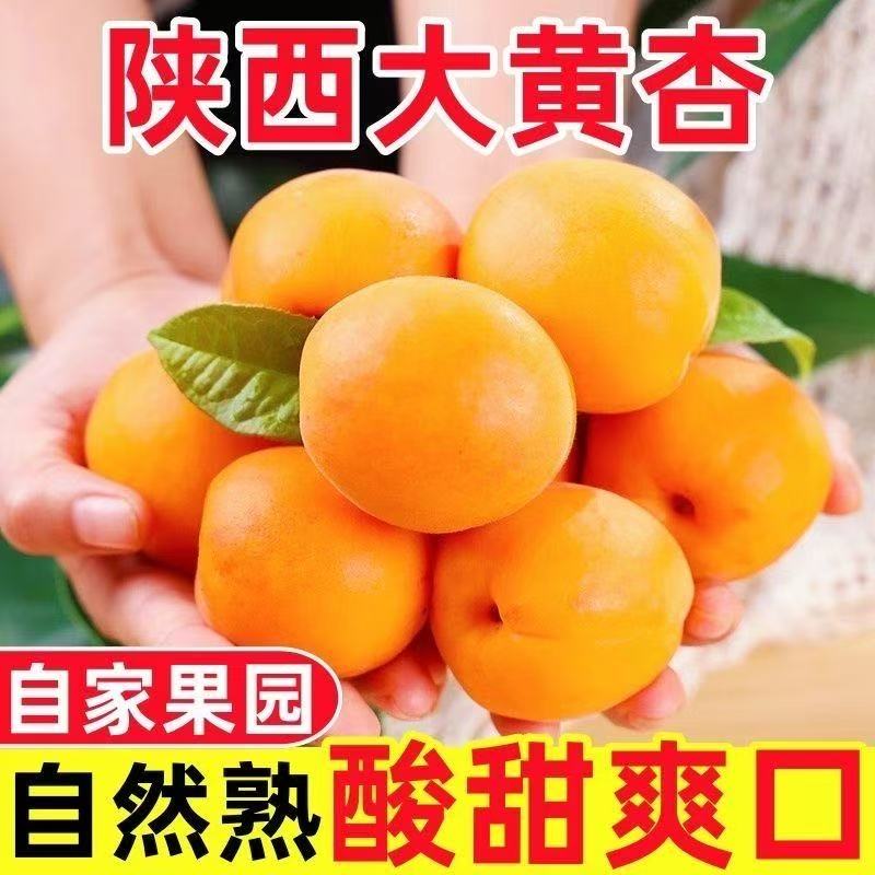 【酸甜多汁❗️陕西大黄杏】自家果园自然成熟，果肉饱满汁水充足，酸甜平衡口感清爽，适配日常健康加餐，夏日解腻，新鲜杏子应季水果杏酸甜3斤金太阳黄L