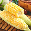 【生吃“爆”浆❗️云南金银水果玉米】新鲜采摘产地直发，黄白相间颗粒饱满，香甜脆嫩自带清甜，颗粒饱满均匀，适配日常解馋、健康饮食代餐，生吃甜玉米棒子苞谷米L 商品缩略图1