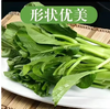 【QT】新鲜蔬菜广东菜心 商品缩略图1