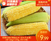 现摘长泰水果甜玉米（去头不去尾）/1份（2kg±100g，约4-5根） 商品缩略图0
