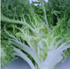 【QT】新鲜蔬菜苦菊 商品缩略图2