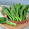 【MLT】广东菜心 商品缩略图0