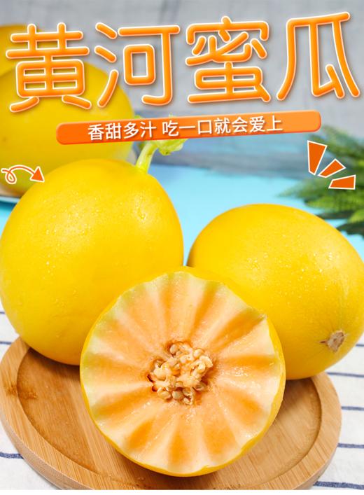 【黄金蜜瓜（金红脆）】北纬38°黄金带、超长日照、15℃+昼夜温差、沙质土壤、黄河水灌溉，天然高甜 商品图0