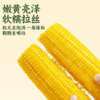 有机黄糯玉米 东北寒地黑土 有机认证 配料干净 软糯绵密 健康非转基因 商品缩略图2