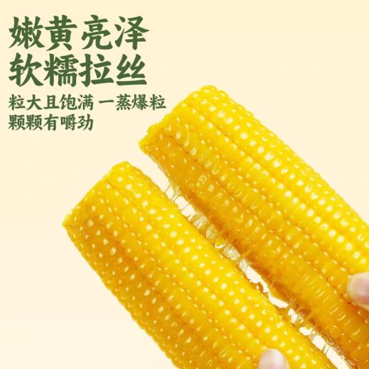 有机黄糯玉米 东北寒地黑土 有机认证 配料干净 软糯绵密 健康非转基因 商品图2